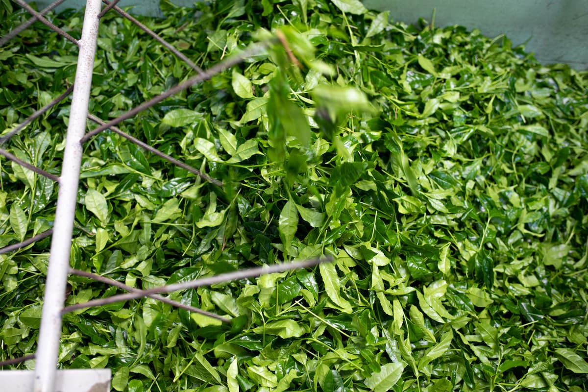 EGCG – compusul polifenolic care face din matcha un superaliment