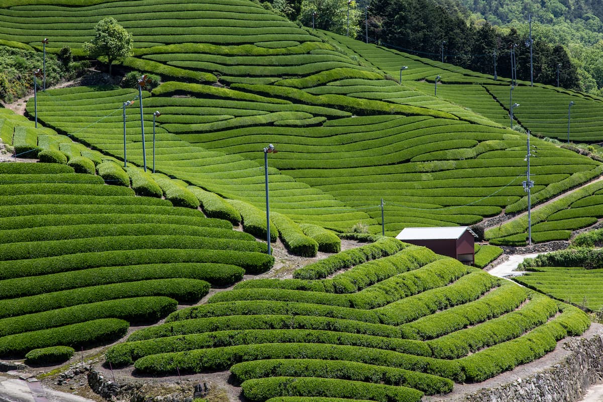 Regiunile producătoare de matcha din Japonia