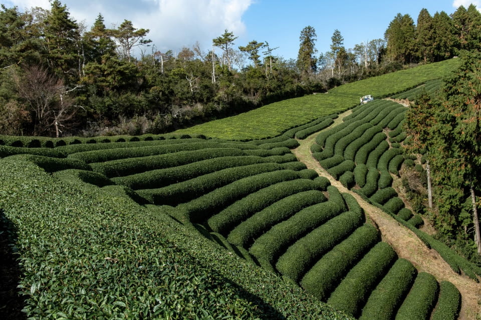 Deal plantatie tencha Kyoto, ferma Obubu
