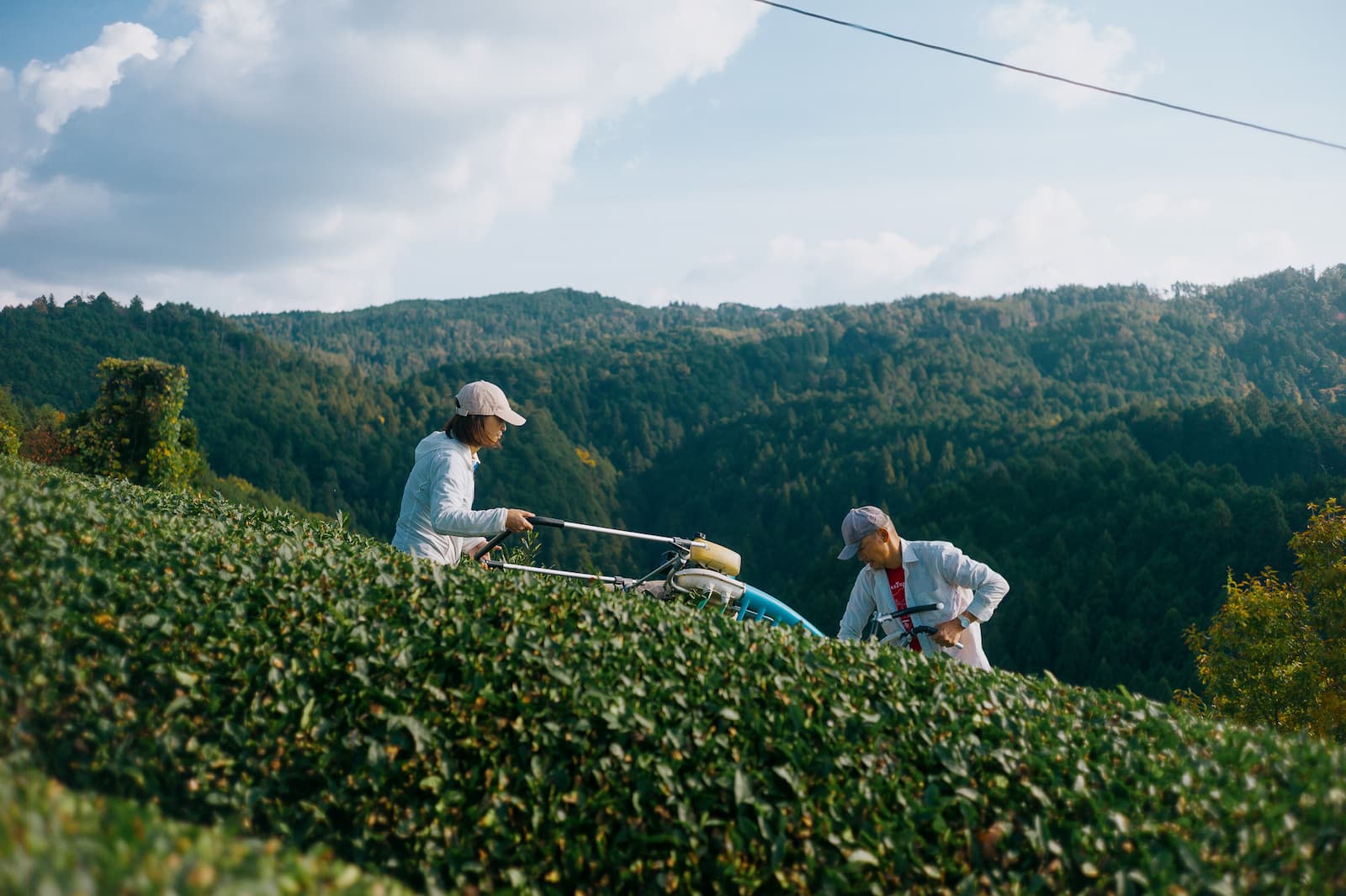 Producator ceai japonez Obubu tea farms din Wazuka, Kyoto