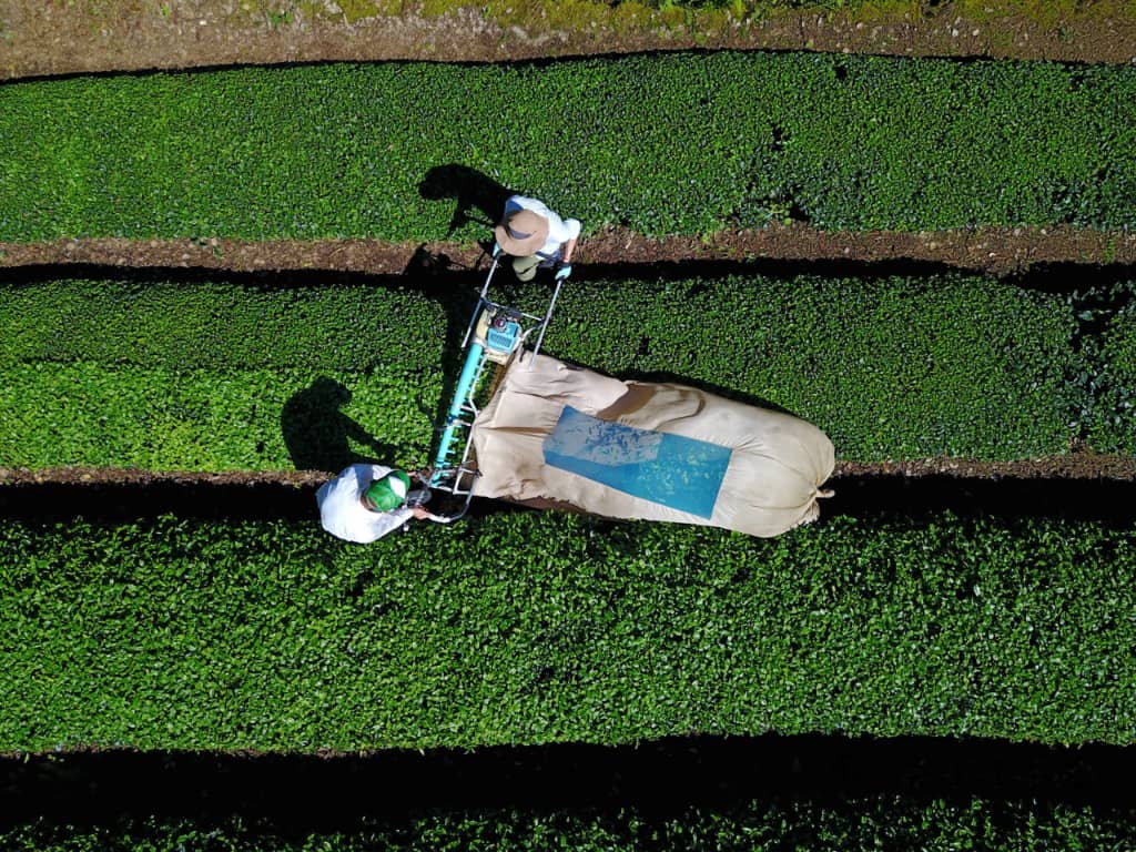 proces recoltare frunze matcha in Uji, Kyoto